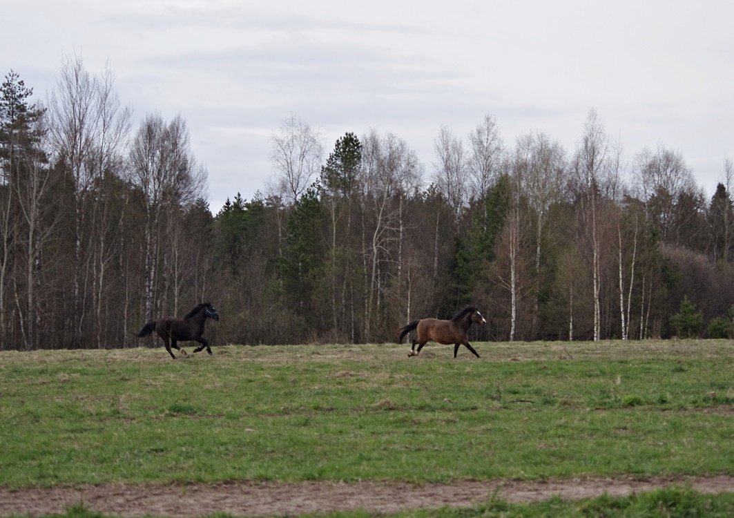 IMGP9542.JPG