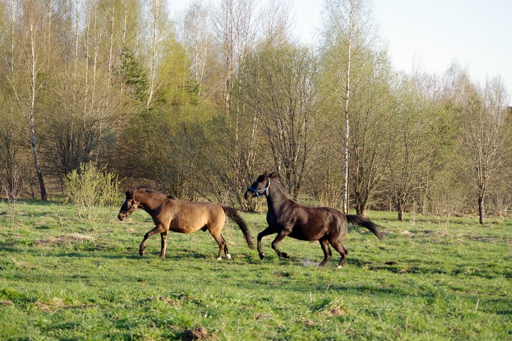 IMGP9854.JPG