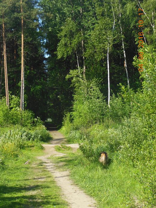 ирисы лесопарк 014_1.JPG