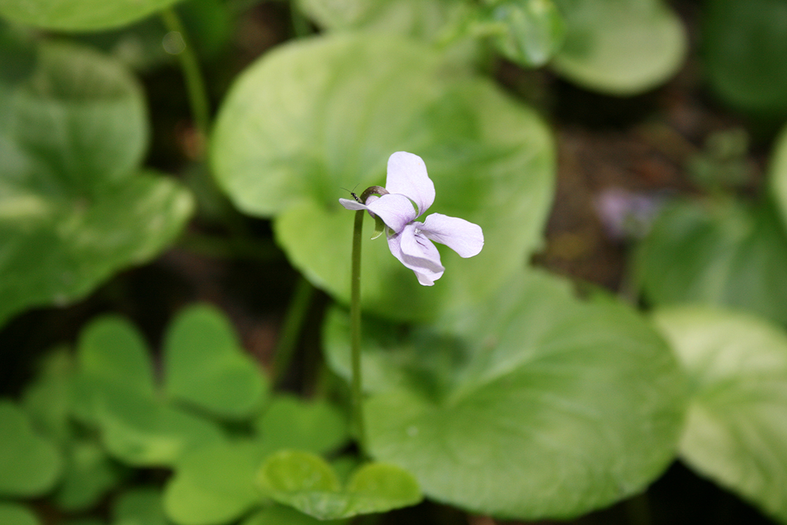 izobrazhenie-005-jpg.403823