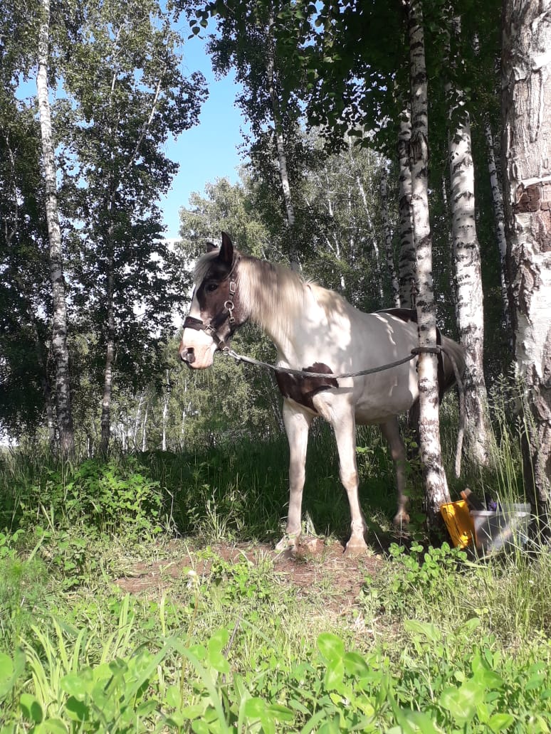 Изображение WhatsApp 2025-06-10 в 19.01.45_5befc302.jpg