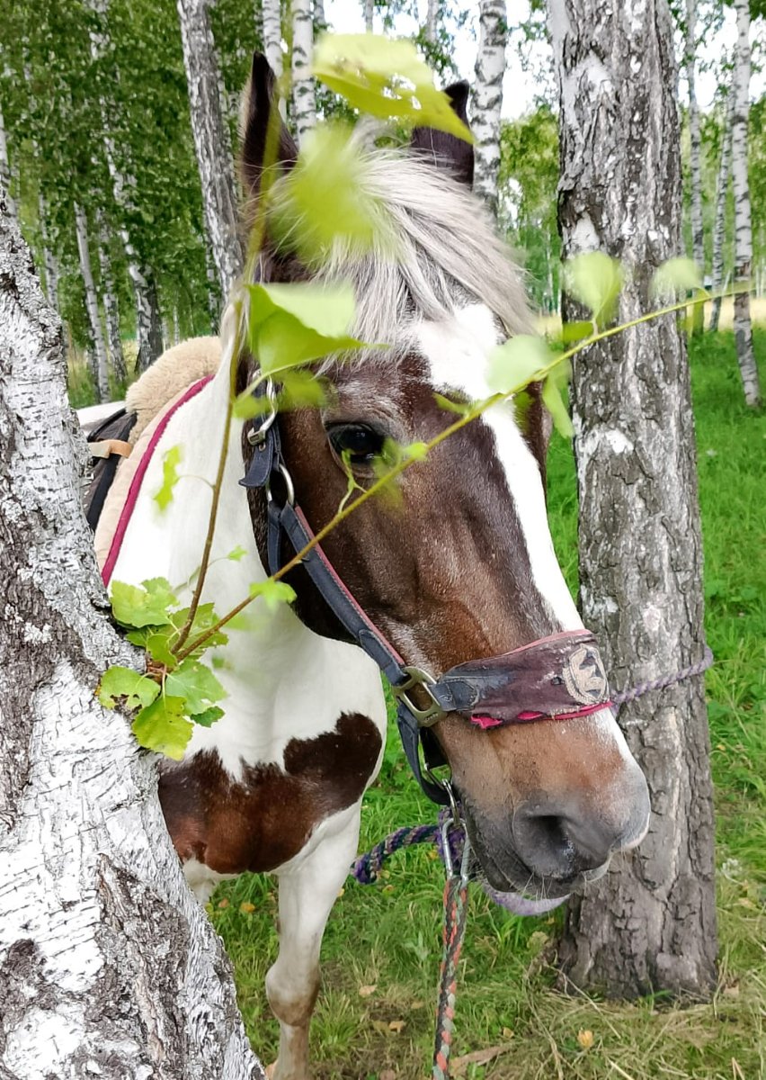 Изображение WhatsApp 2025-07-24 в 20.59.23_a53d6c32.jpg