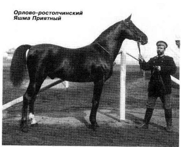 Яшма Приятный (Барчук - Белоножка) 1889 г.р..jpg