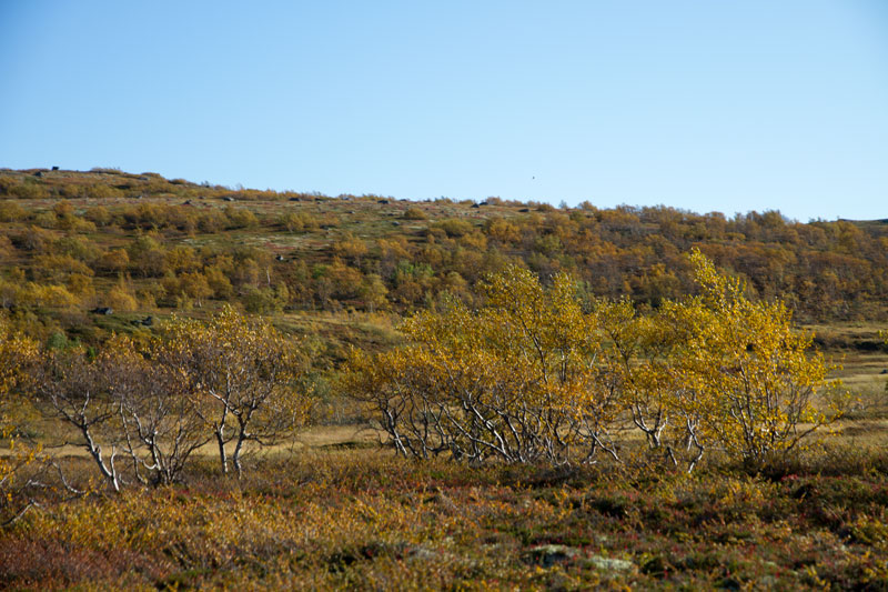 K_5250.jpg