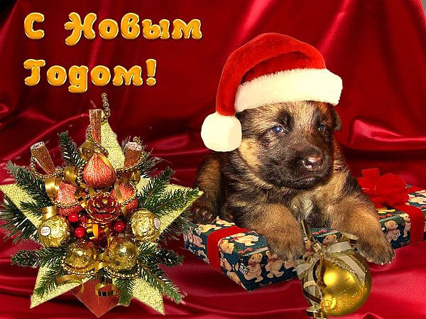 kak-pozdravit-s-novym-godom-sobaki-2018-kolleg-v-stixax.jpg