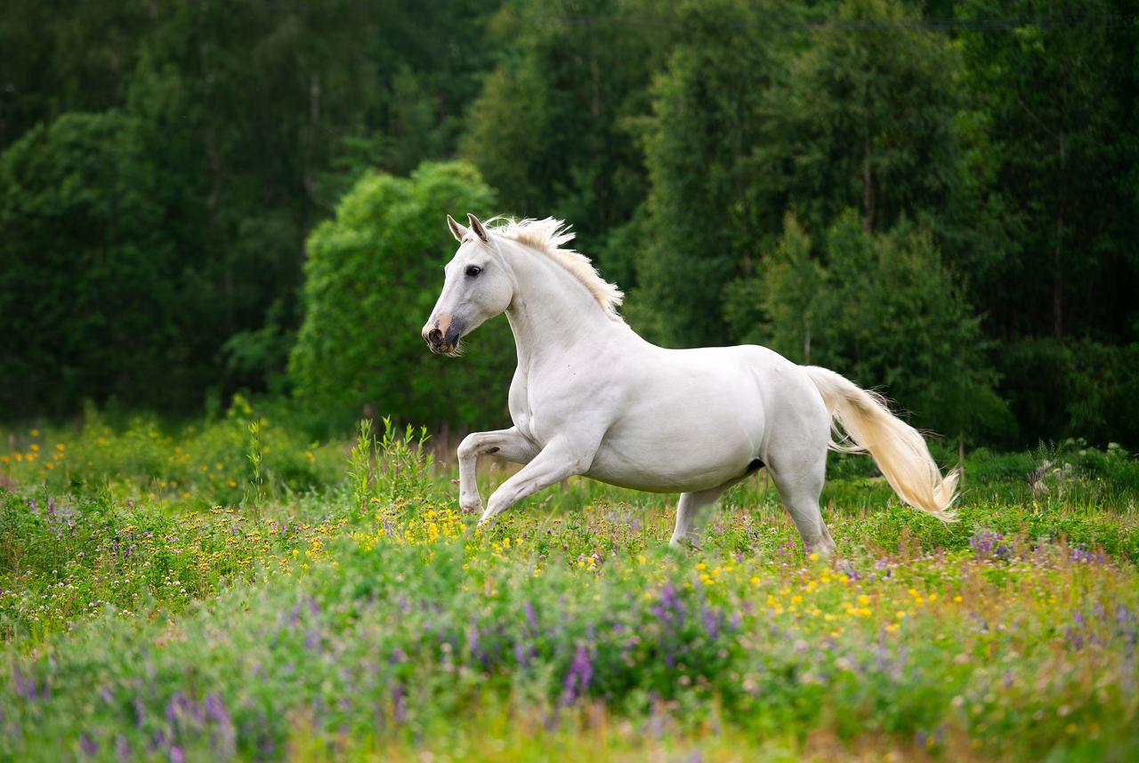 Клепа 1.jpg Клепа 1.jpg