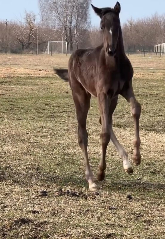 Коб_Визборн Затейница2.jpg