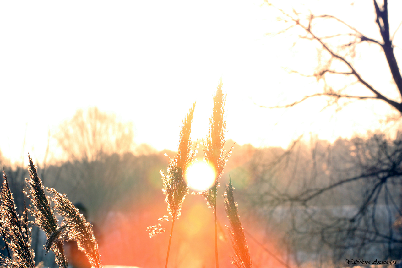 колосья п.jpg