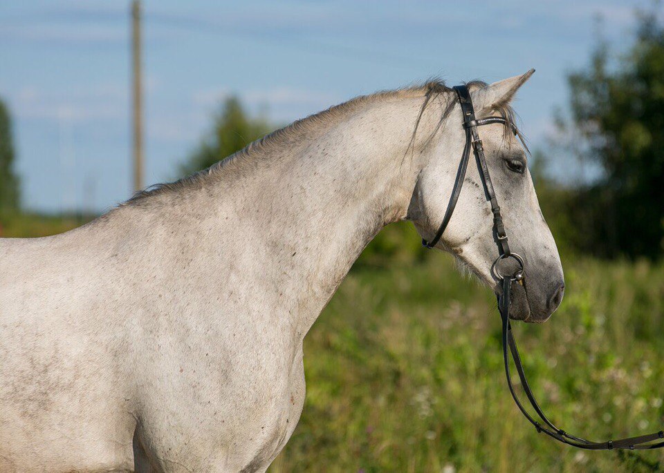 Конфедерация портрет.jpg