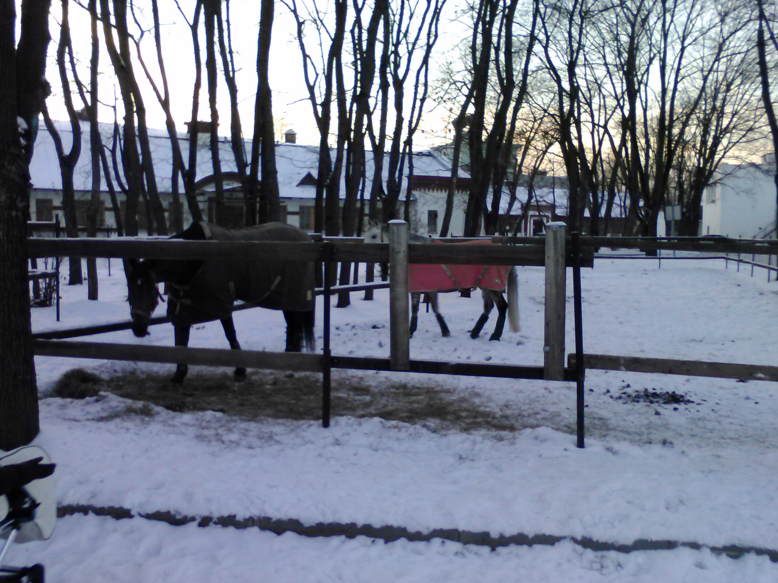 кони в попонах.jpg