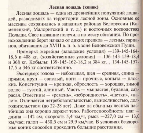 коник.jpg
