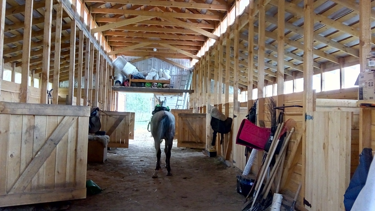 конюшня развязки.jpg