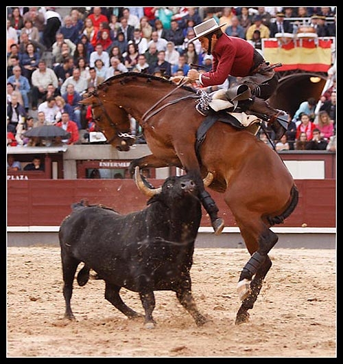 Konnaya-korrida-isp-rejoneo-corrida-de-rejones---odna-iz-raznovidnostey-boya-bykov.jpg