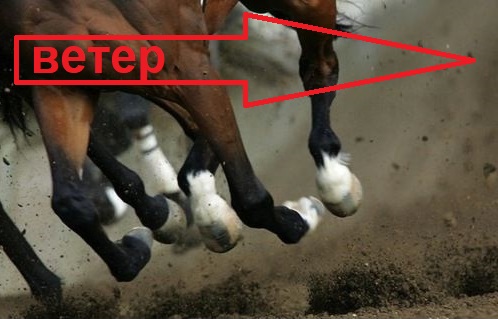 копыта по ветру.jpg