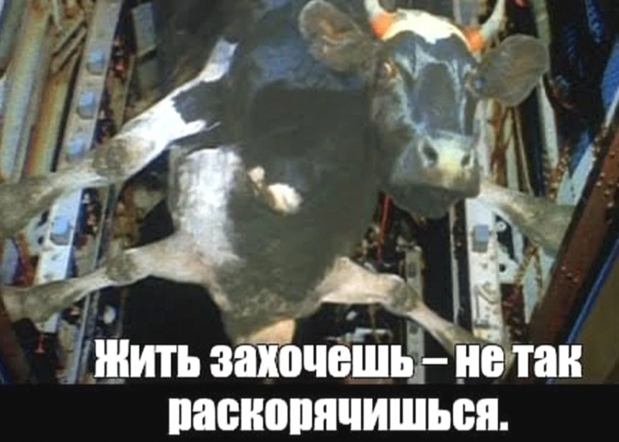 корова.webp