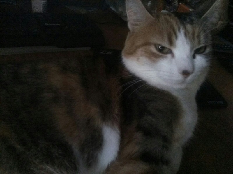 Кошка_2.jpg