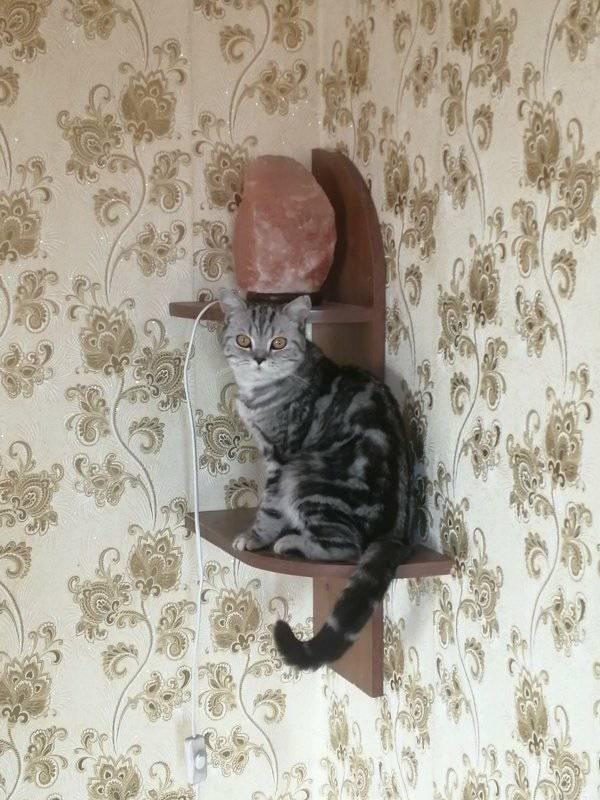 кошка_2.jpg