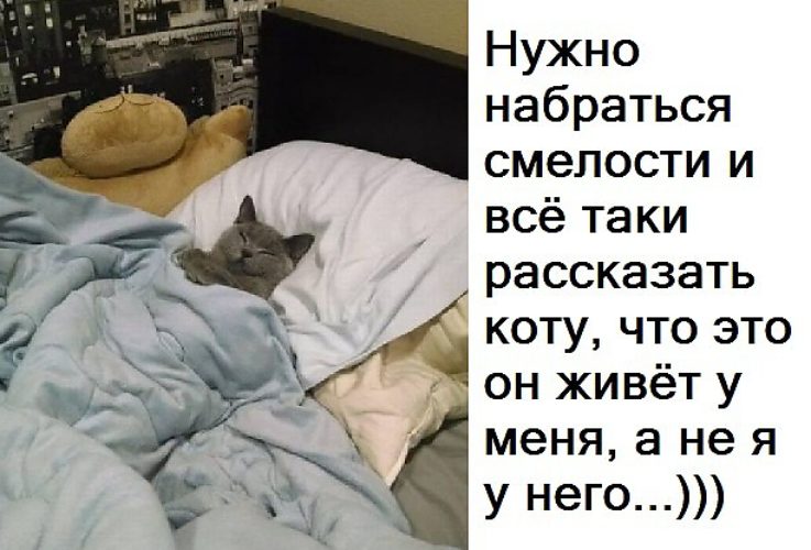 кот.jpg