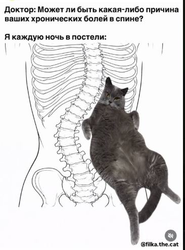 кот.JPG