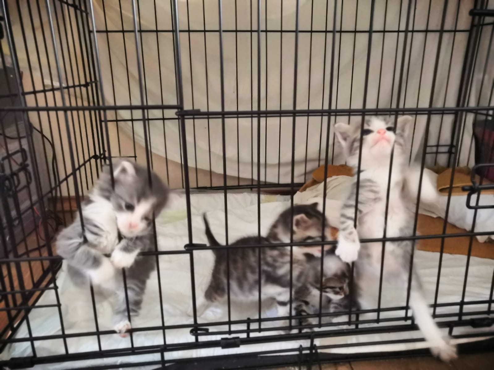коти.jpg