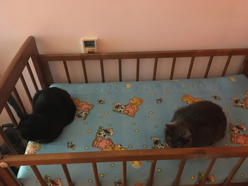 Котики в кроватке.jpg