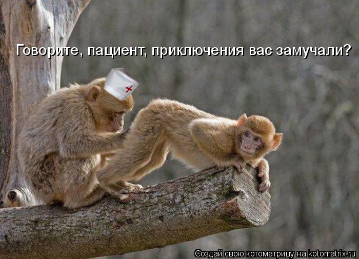 kotomatritsa_N.jpg