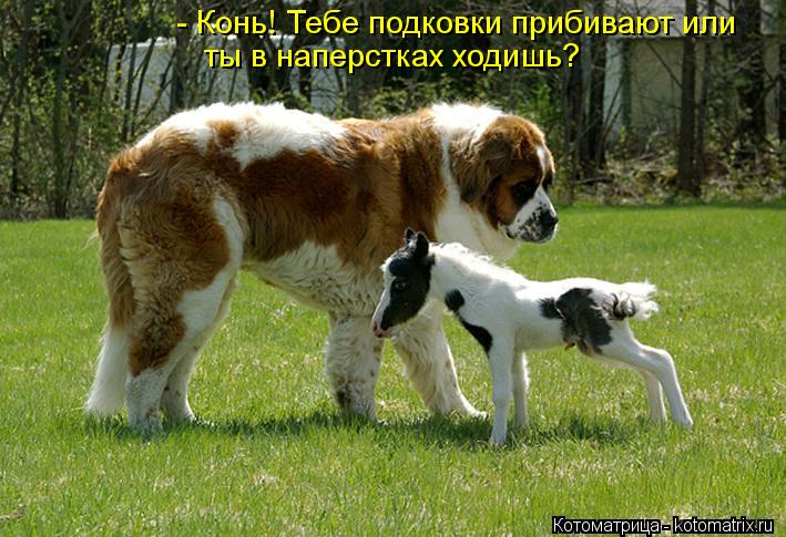 kotomatritsa_T5.jpg