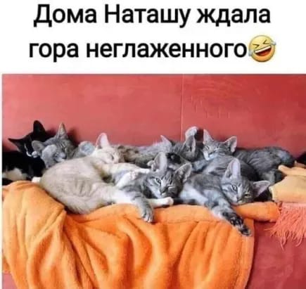 коты.jpg