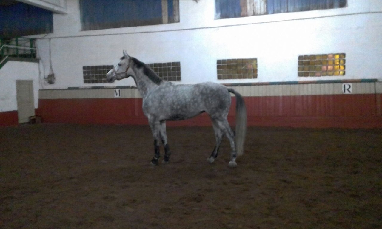 котя1.jpg