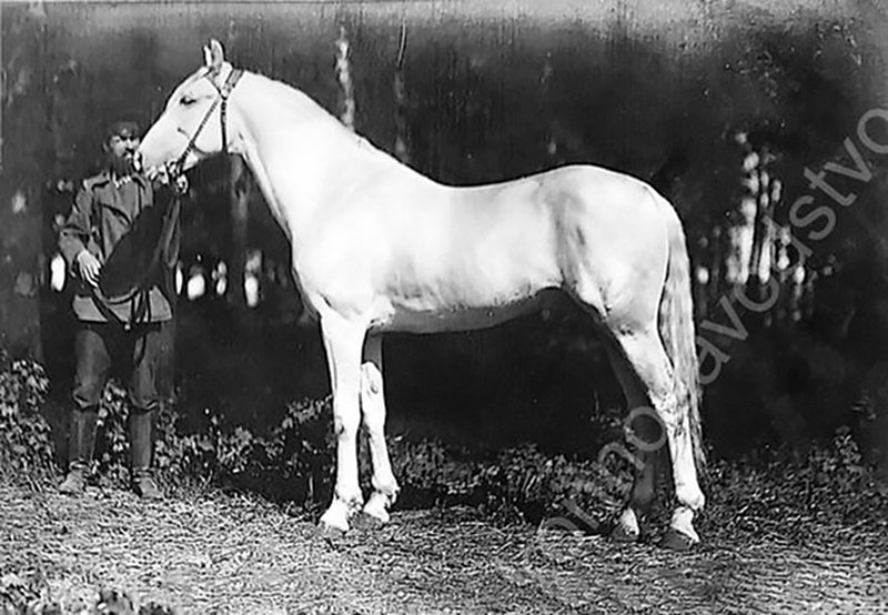 Кронпринц 1907 г. от Недотрога.jpg