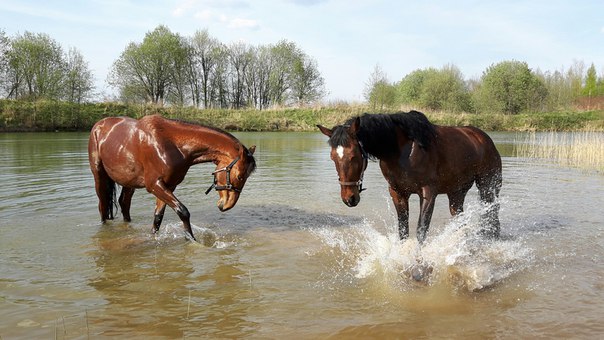 Купание коней на карьере 1.jpg