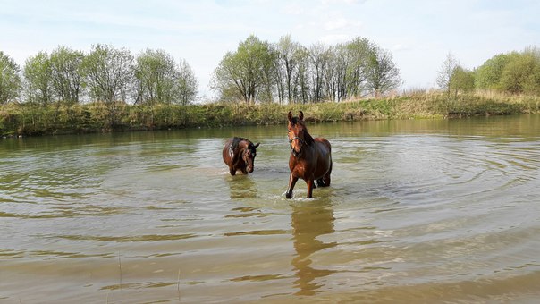 Купание коней на карьере.jpg
