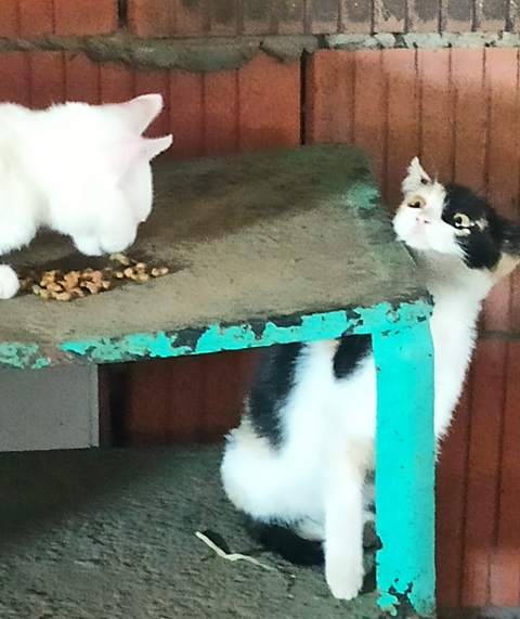 кушать.jpg