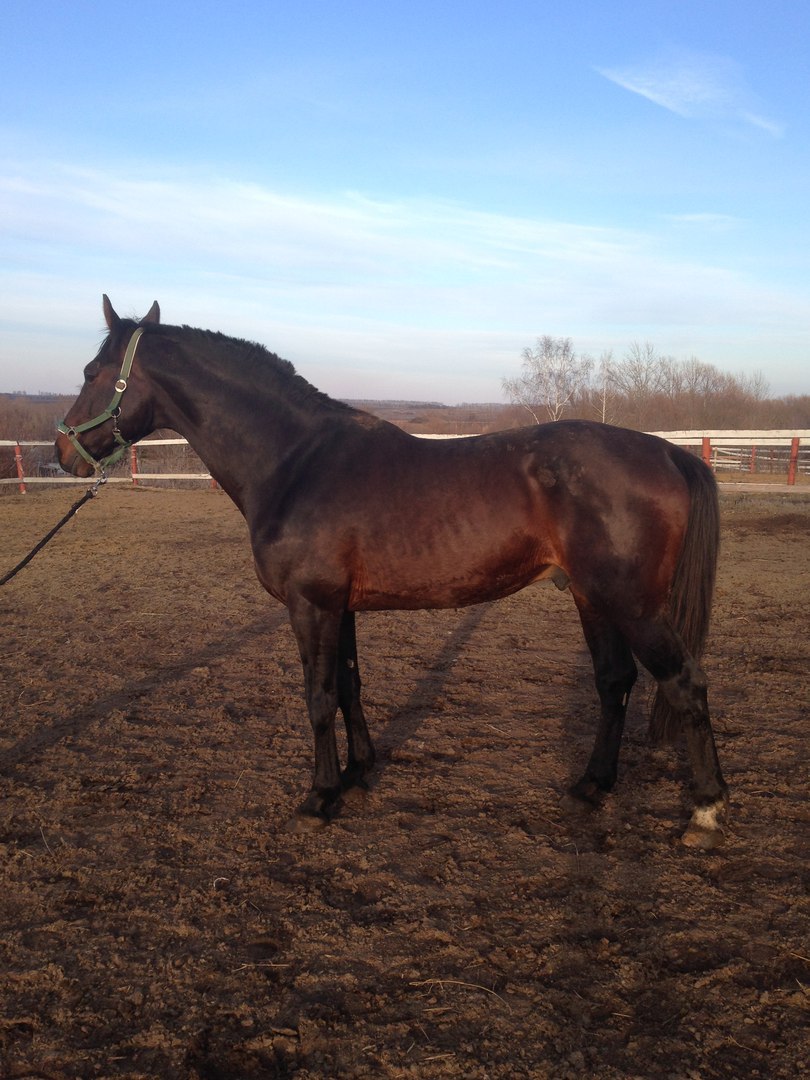 Квентин экст.jpg