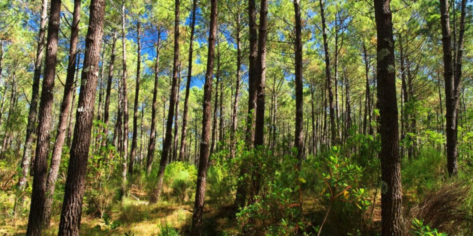 landes-paysage-1170x550-1920x960.jpg