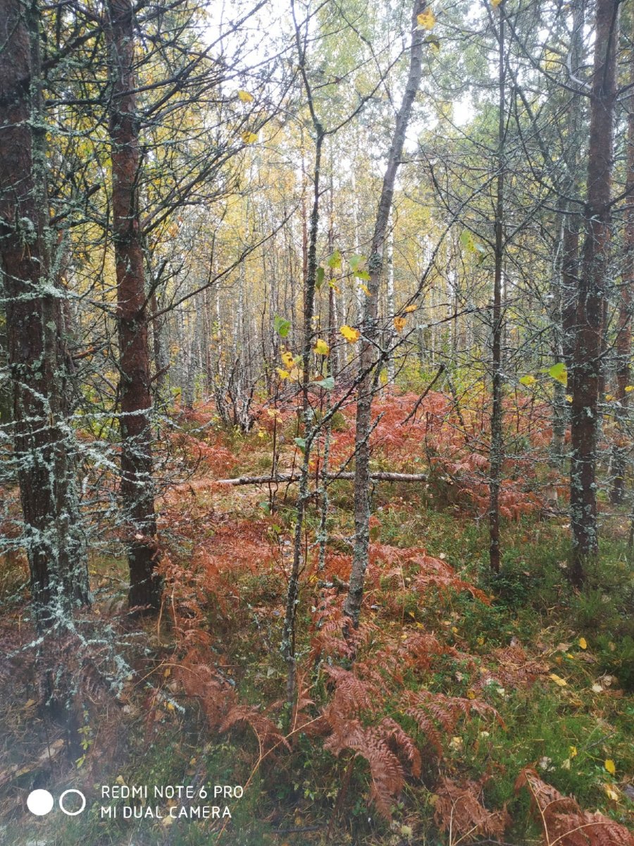 лес 35.jpg
