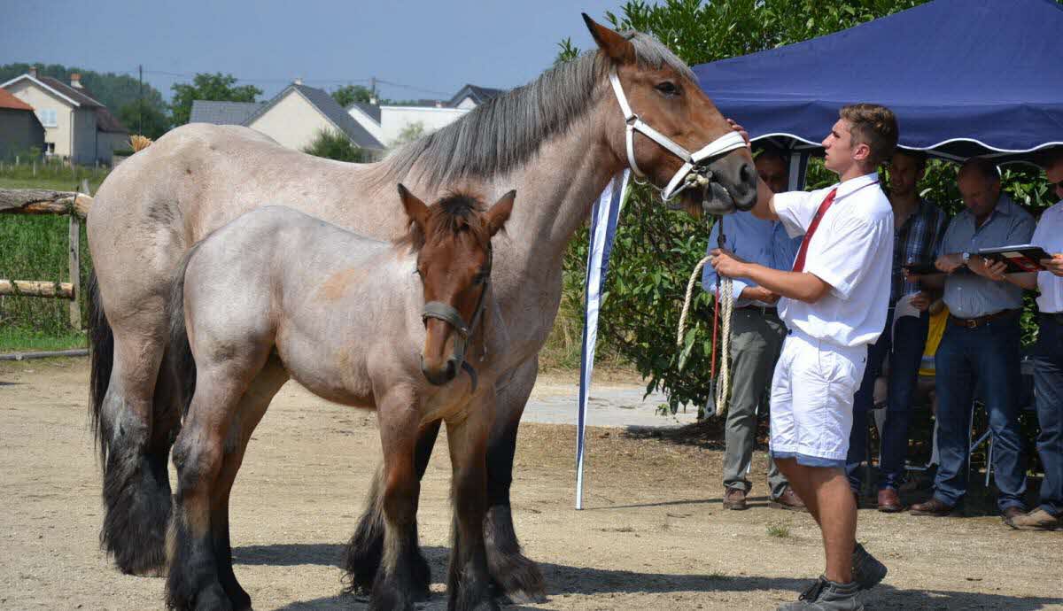 les-chevaux-de-trait-auxois-en-demonstration-a-meursanges-1471632752.jpg