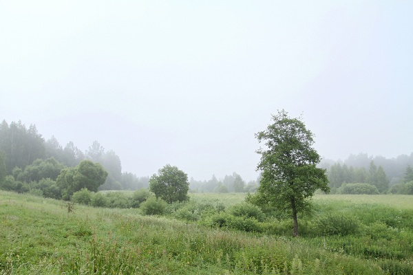 Лес0083.jpg