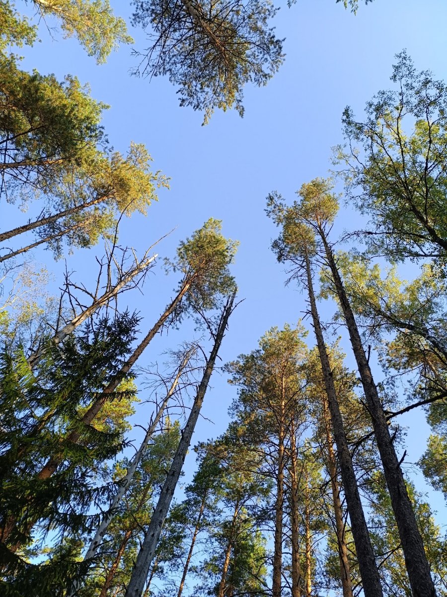 Лес_10.jpg