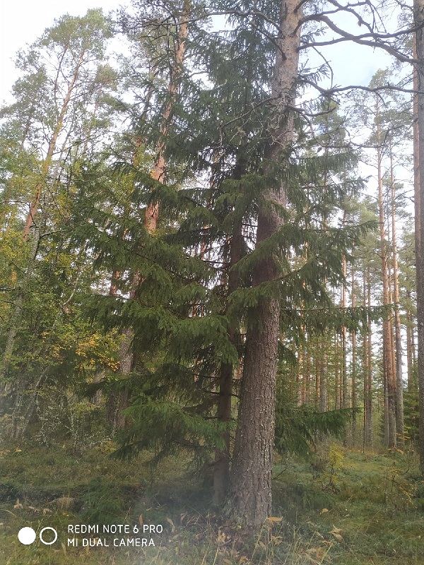 лес_9.jpg