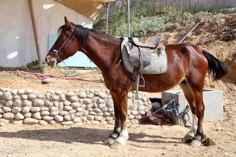лошадь-живет-на-ферме-в-деревне-бедуин-пустыне-негев-юге-израиля-163543778.jpg