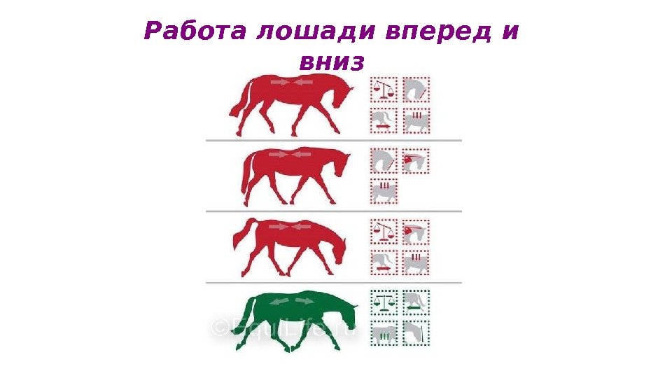 loshady_dlya_vyezdki_–_kakaya_ona_dolghna_byty_45.jpg