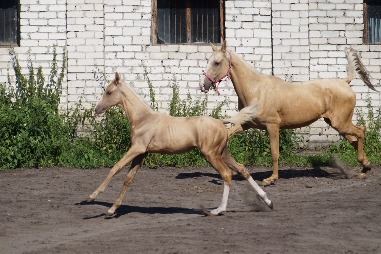 Рост хорса. Ахалтекинская лошадь жеребёнок. Ахалтекинские кони Туркменистана. Ахалтекинец жеребенок. Ахалтекинская лошадь хобби Хорс.