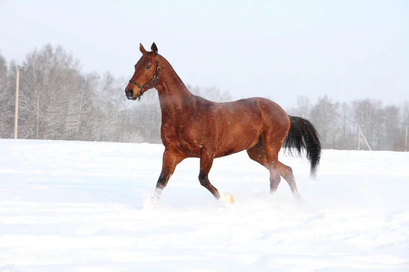M_6634.webp