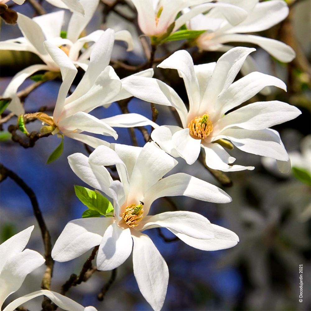 magnolia-etoile-magnolia-stellata.jpg