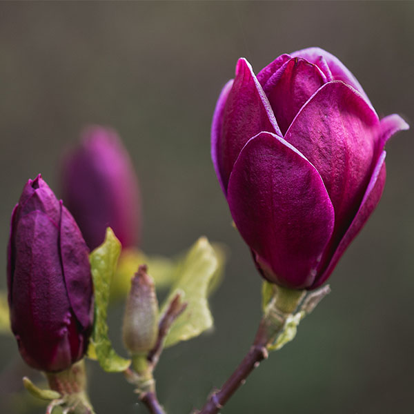 MAGNOLIA_Genie_AdobeStock_599152649_web_m.jpg