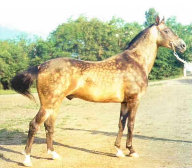 мелекуш.jpg