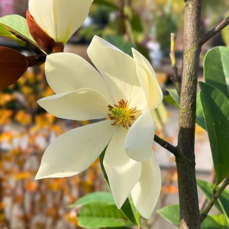 michelia-magnolia-fairy-cream.webp
