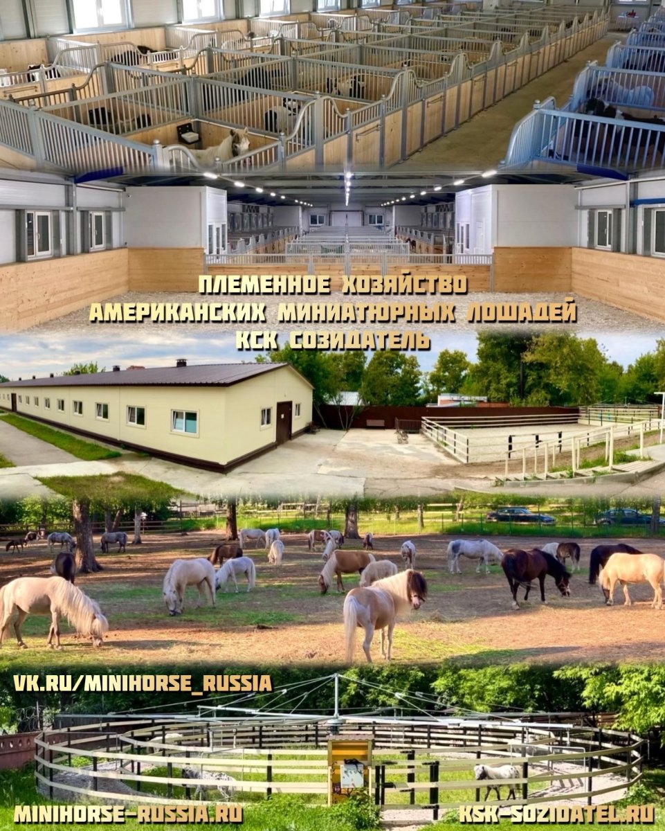 миники.jpg