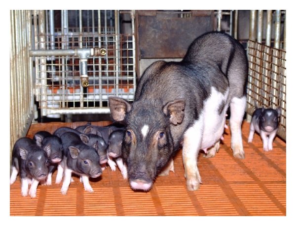 Morphological-appearance-of-outbred-WZS-minipig.jpg